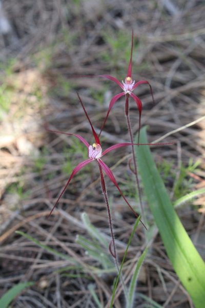 Caladenia footeana, photographed by Em Lamond