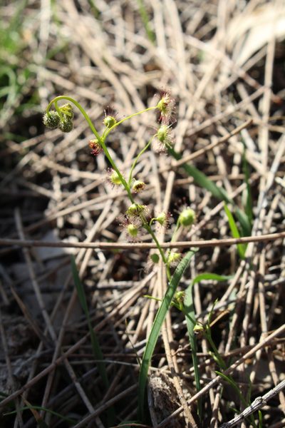 Drosera menziesii, photographed by Em Lamond