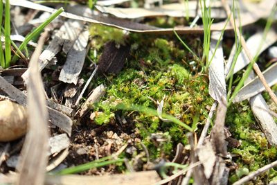 Pleuridium nervosum, photographed by Em Lamond