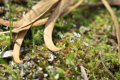 Pleuridium nervosum, photographed by Em Lamond
