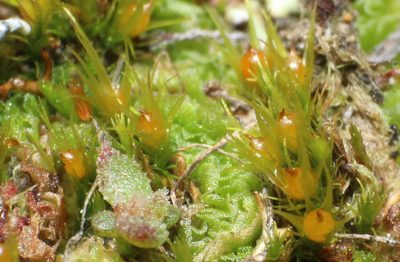 Pleuridium nervosum, photographed by Em Lamond