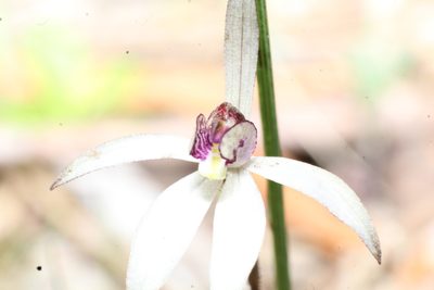 Caladenia saccharata, photographed by Em Lamond
