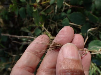 Hordeum secalinum, photographed by Robert H. Wardell