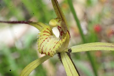 Caladenia xantha, photographed by Em Lamond