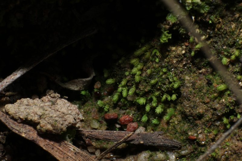 Fissidens taylorii, photographed by Em Lamond