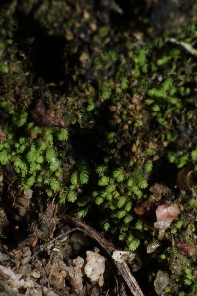 Fissidens taylorii, photographed by Em Lamond