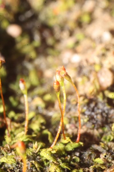 Fissidens taylorii, photographed by Em Lamond