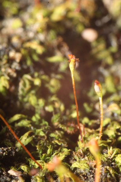Fissidens taylorii, photographed by Em Lamond