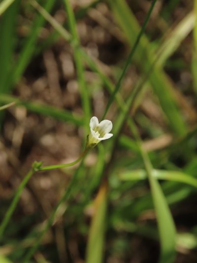 Mitrasacme pygmaea, photographed by chiuluan