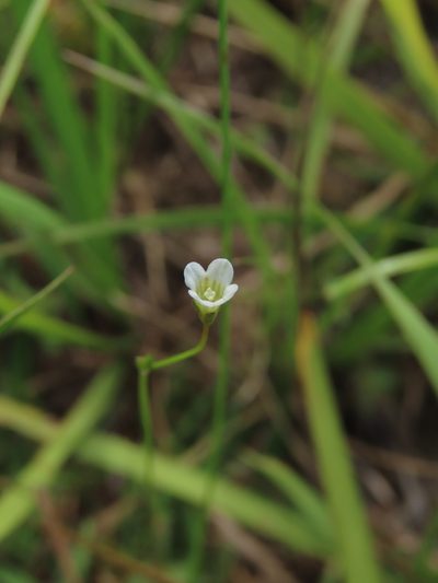 Mitrasacme pygmaea, photographed by chiuluan