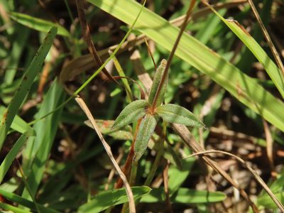 Mitrasacme pygmaea, photographed by chiuluan