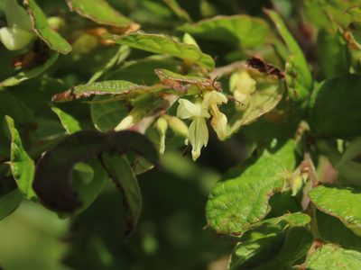 Phyllodium pulchellum, photographed by chiuluan