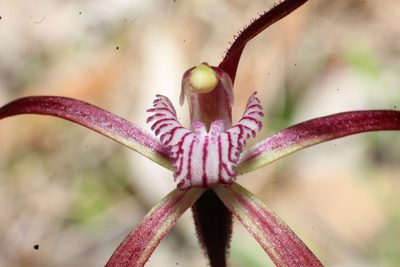 Caladenia polychroma, photographed by Em Lamond