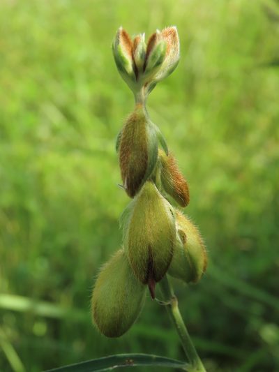 Crotalaria sessiliflora, photographed by chiuluan