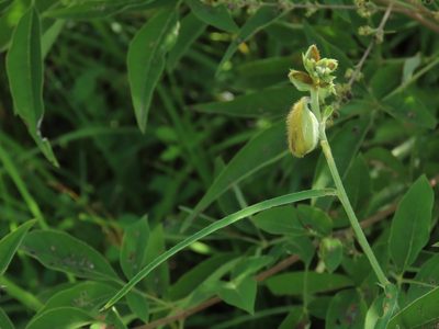 Crotalaria sessiliflora, photographed by chiuluan