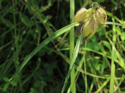 Crotalaria sessiliflora, photographed by chiuluan