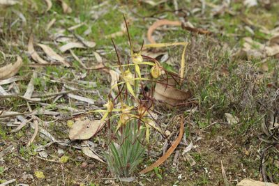 Caladenia xantha, photographed by Em Lamond