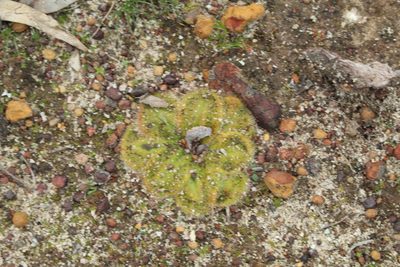 Drosera collina, photographed by Em Lamond