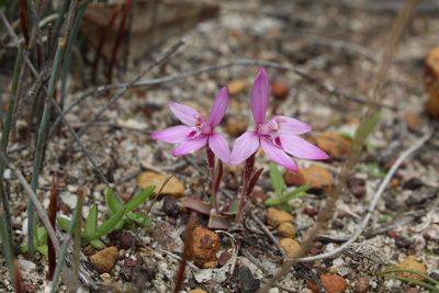 Caladenia reptans, photographed by Em Lamond