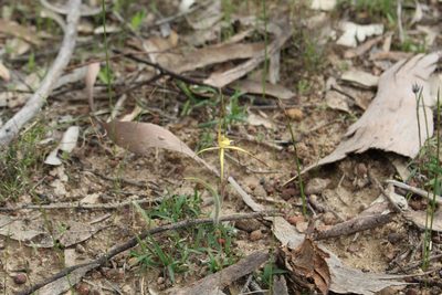 Caladenia xantha, photographed by Em Lamond