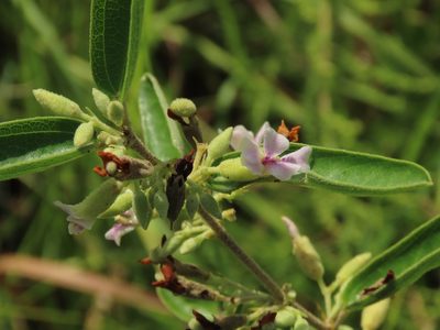 Helicteres angustifolia, photographed by chiuluan