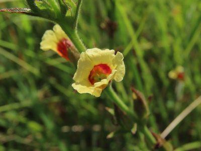 Centranthera cochinchinensis, photographed by chiuluan