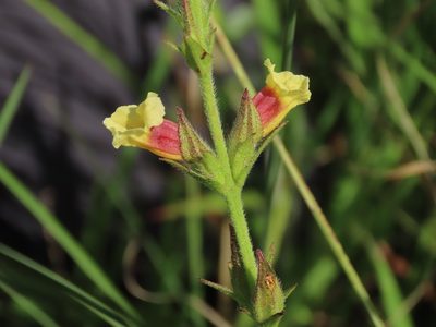 Centranthera cochinchinensis, photographed by chiuluan
