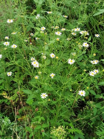 Kalimeris incisa, photographed by Repina Tatyana