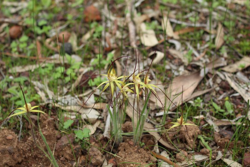 Caladenia xantha, photographed by Em Lamond