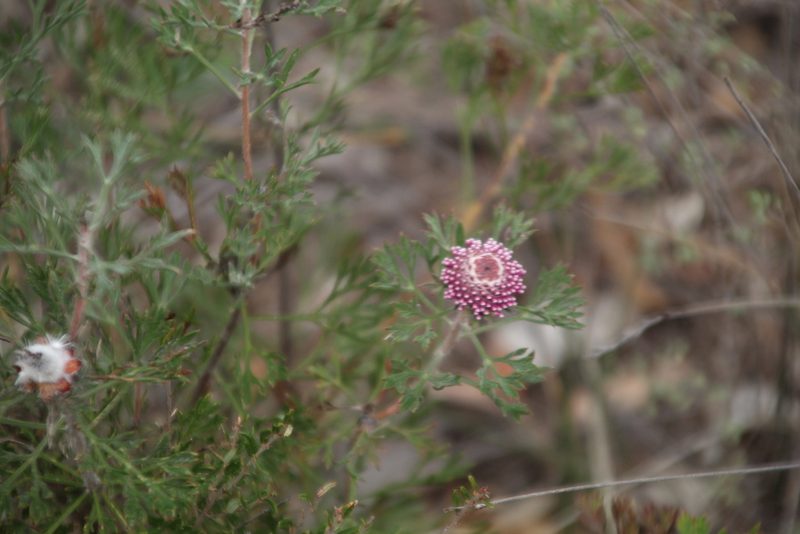 Isopogon crithmifolius, photographed by Em Lamond