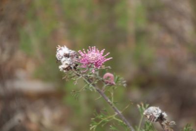 Isopogon crithmifolius, photographed by Em Lamond