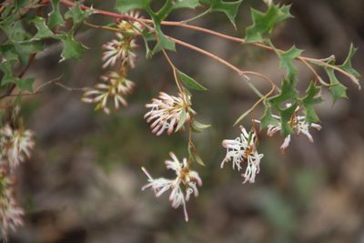 Grevillea tenuiflora, photographed by Em Lamond