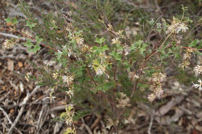 Grevillea tenuiflora, photographed by Em Lamond