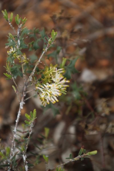 Grevillea tenuiflora, photographed by Em Lamond