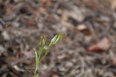 Pterostylis recurva, photographed by Em Lamond