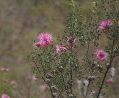 Isopogon crithmifolius, photographed by Em Lamond