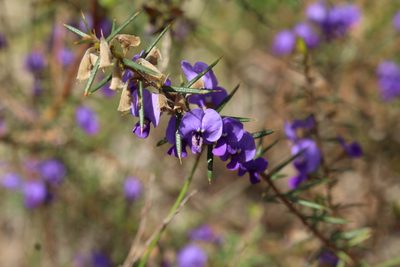 Hovea pungens, photographed by Em Lamond