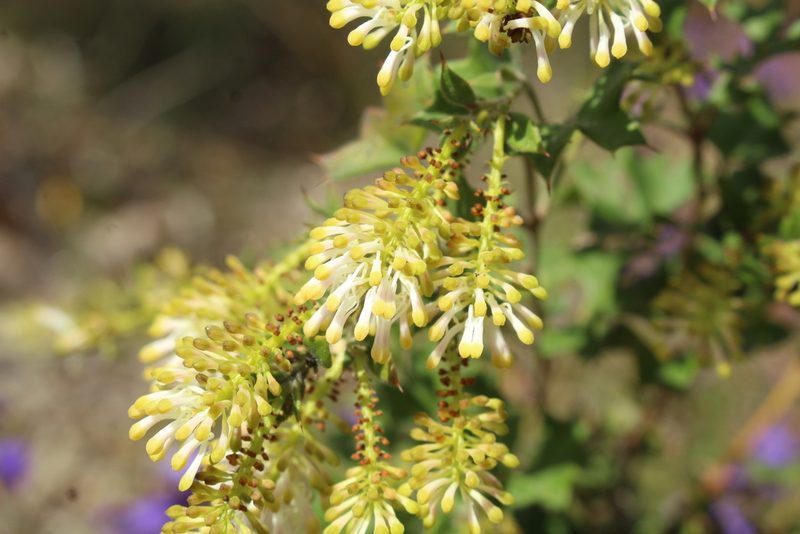 Grevillea tenuiflora, photographed by Em Lamond