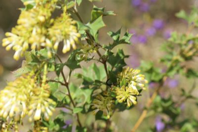 Grevillea tenuiflora, photographed by Em Lamond