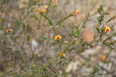 Dillwynia laxiflora, photographed by Em Lamond