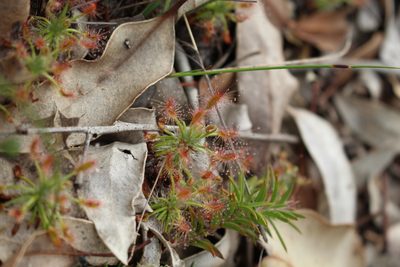 Drosera scorpioides, photographed by Em Lamond