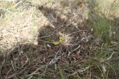 Caladenia falcata, photographed by Em Lamond