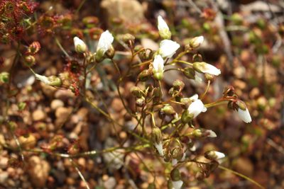 Drosera macrantha, photographed by Em Lamond