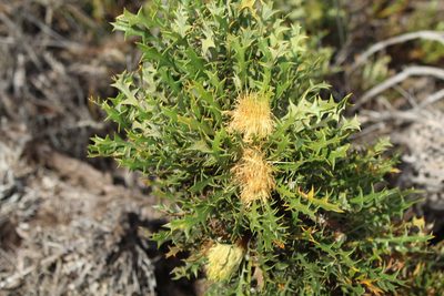 Banksia armata, photographed by Em Lamond