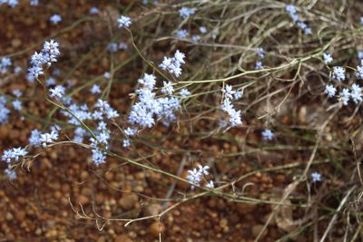 Conospermum caeruleum, photographed by Em Lamond