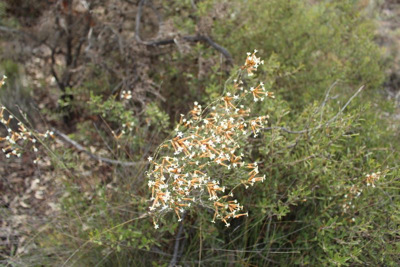 Lysinema pentapetalum, photographed by Em Lamond