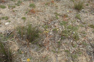 Drosera subhirtella, photographed by Em Lamond
