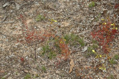 Drosera subhirtella, photographed by Em Lamond