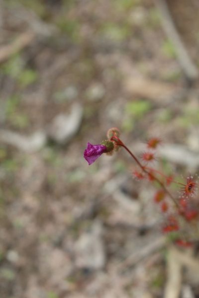 Drosera menziesii, photographed by Em Lamond