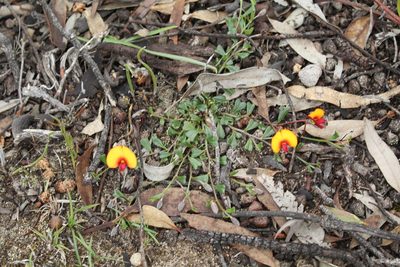 Isotropis cuneifolia, photographed by Em Lamond